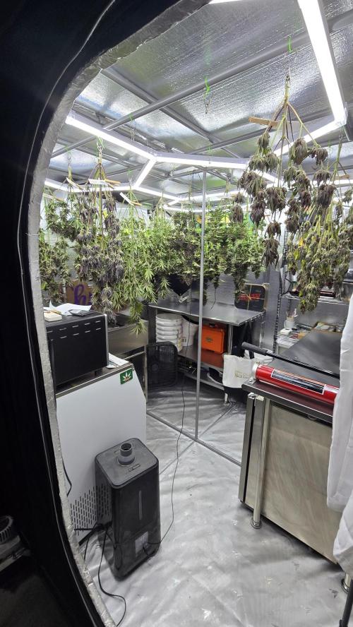 AppleStrudelAuto. Week 10