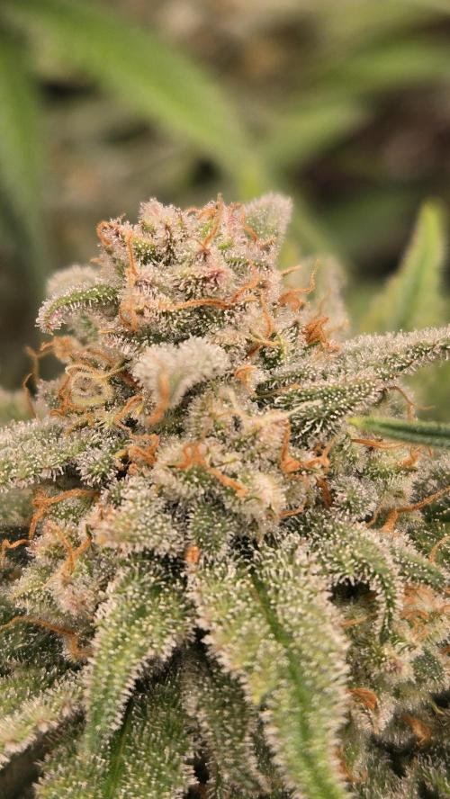 CherryColaAuto (RF3). Week 10