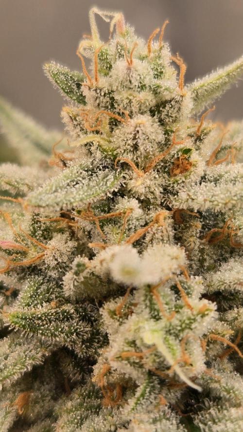 CherryColaAuto (RF3). Week 10