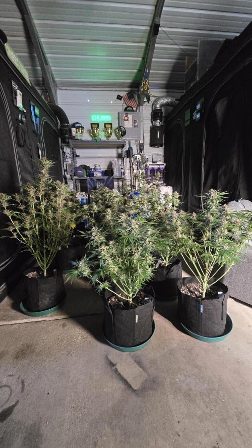CherryColaAuto (RF3). Week 10