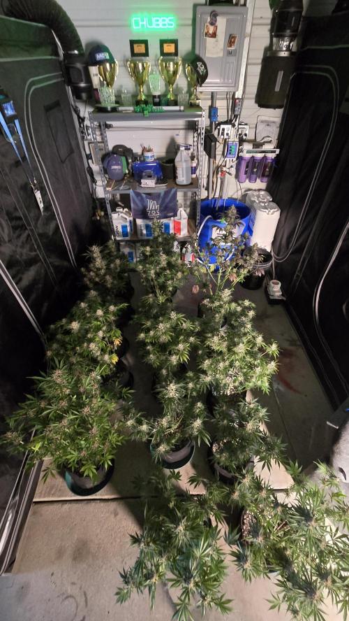 CherryColaAuto (RF3). Week 10