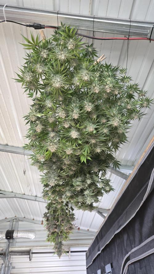 CherryColaAuto (RF3). Week 10