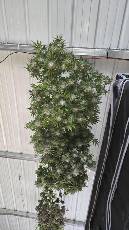 CherryColaAuto (RF3). Week 10