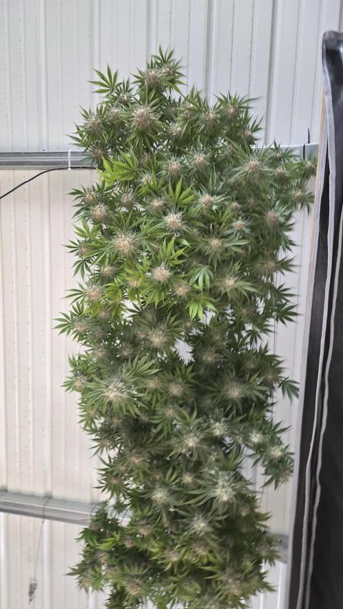 CherryColaAuto (RF3). Week 10