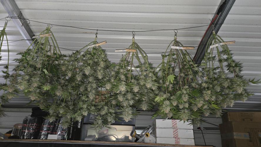 CherryColaAuto (RF3). Week 10