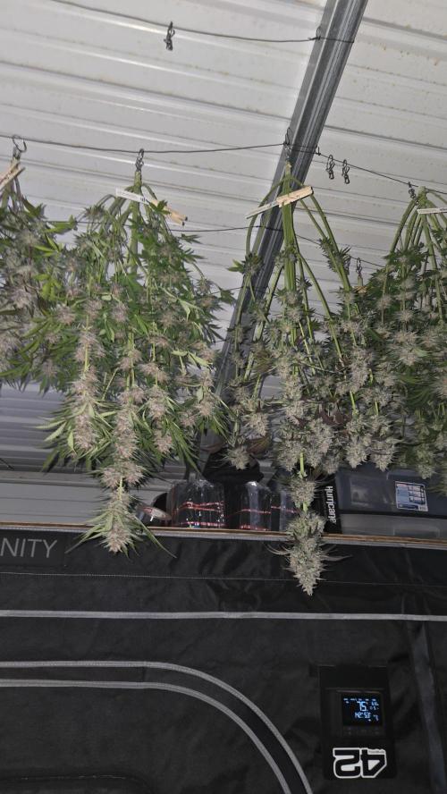 CherryColaAuto (RF3). Week 10