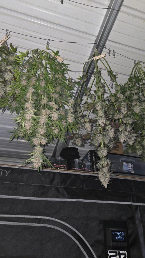 CherryColaAuto (RF3). Week 10