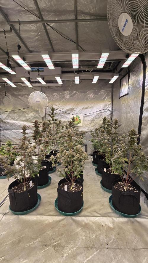 GuavaAuto(RF3). Week 10