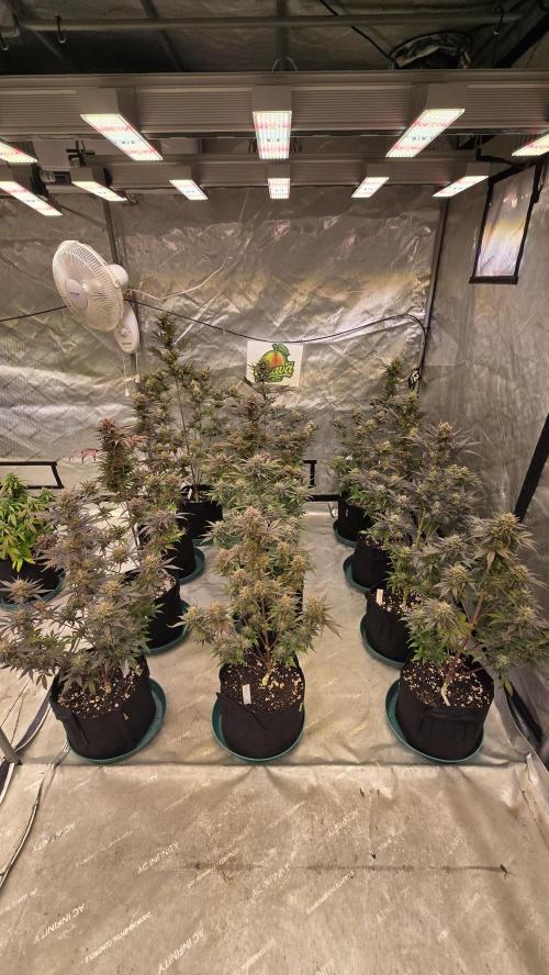 GuavaAuto(RF3). Week 10