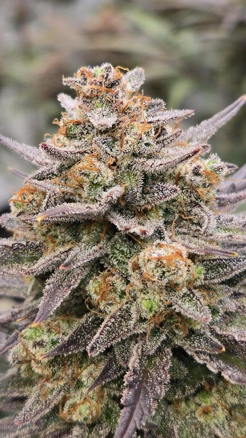 GuavaAuto(RF3). Week 10
