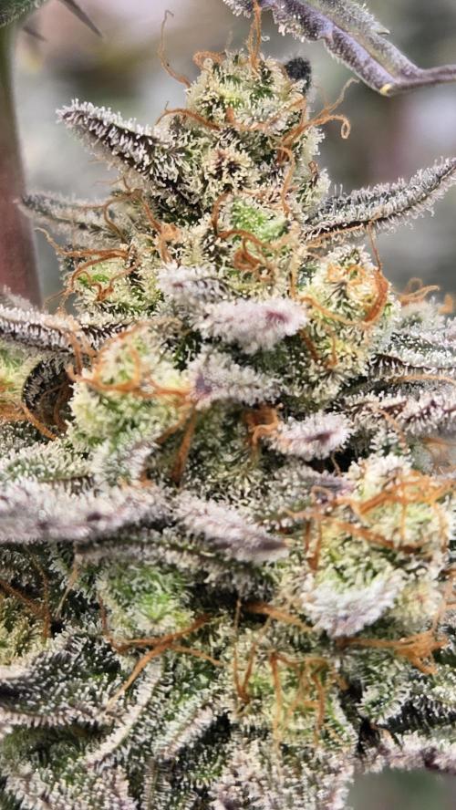 GuavaAuto(RF3). Week 10