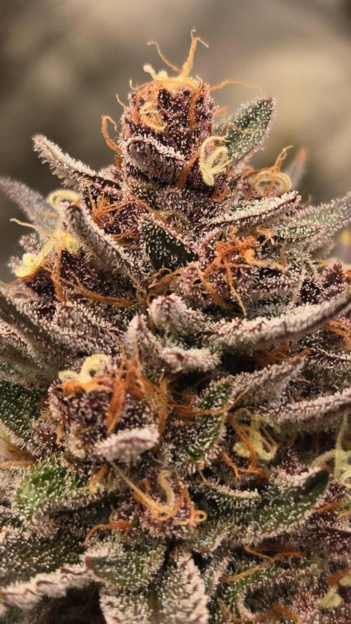GuavaAuto(RF3). Week 10
