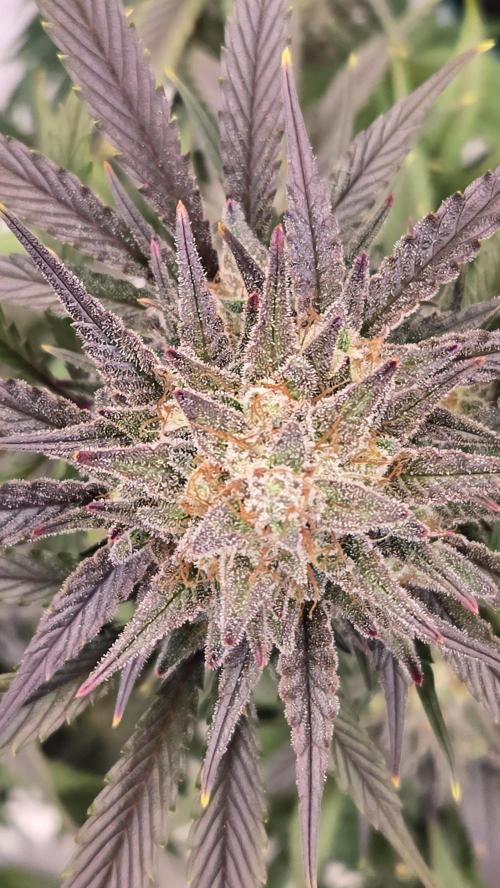 GuavaAuto(RF3). Week 10