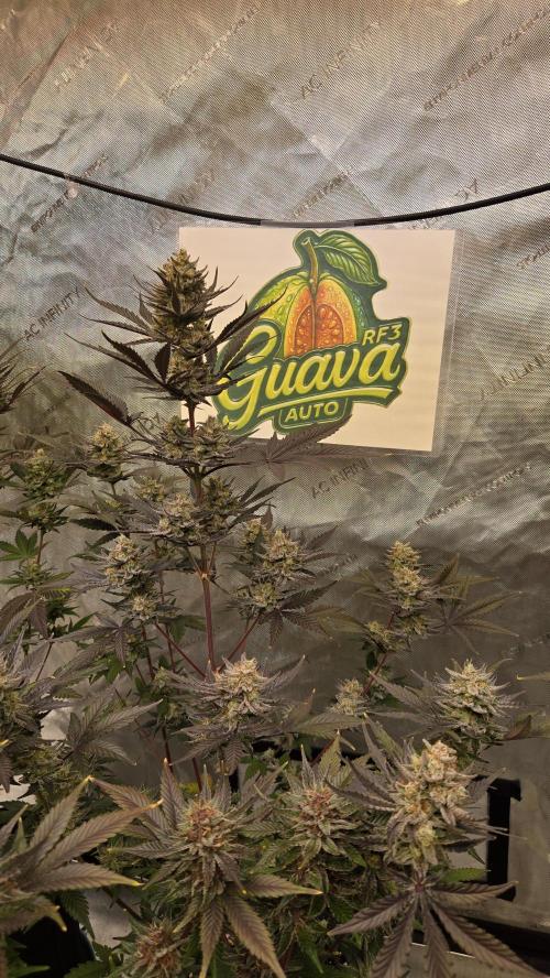 GuavaAuto(RF3). Week 10