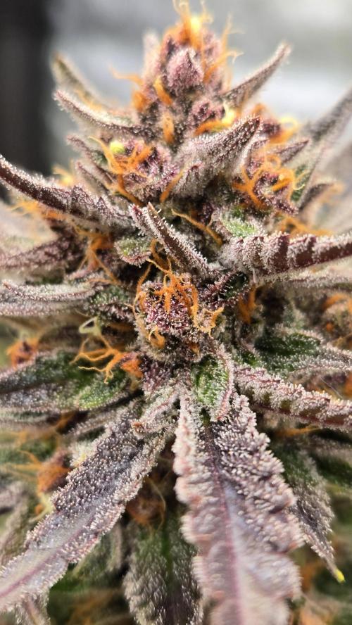 GuavaAuto(RF3). Week 10