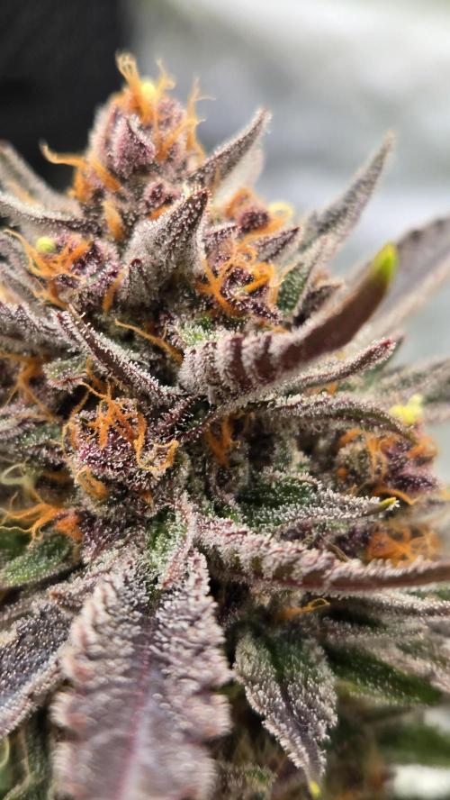 GuavaAuto(RF3). Week 10