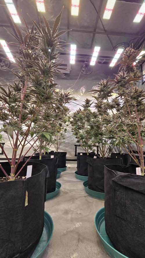 GuavaAuto(RF3). Week 10