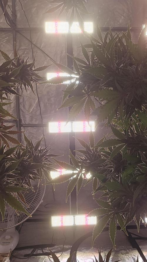 GuavaAuto(RF3). Week 10