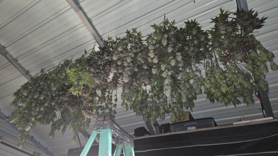 GuavaAuto(RF3). Week 10