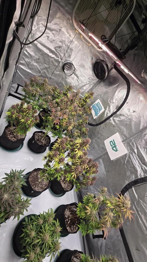 FrostBangerAuto. Week 9