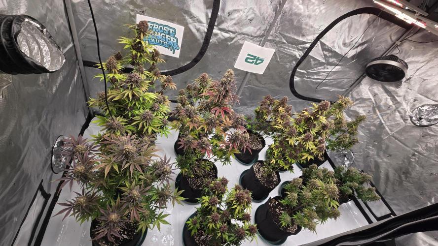 FrostBangerAuto. Week 9