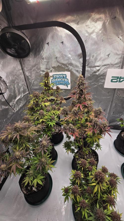 FrostBangerAuto. Week 9