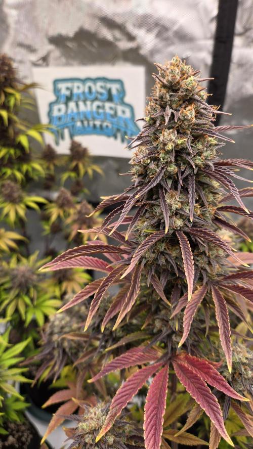 FrostBangerAuto. Week 9