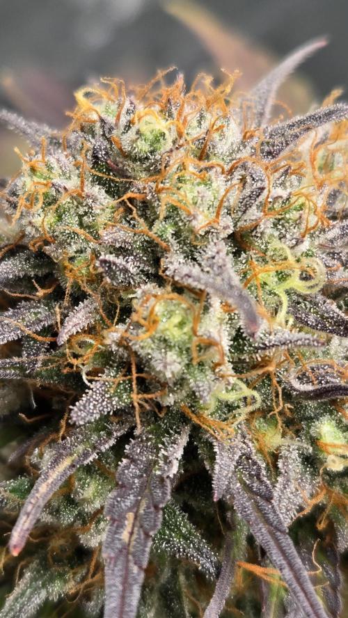 FrostBangerAuto. Week 9