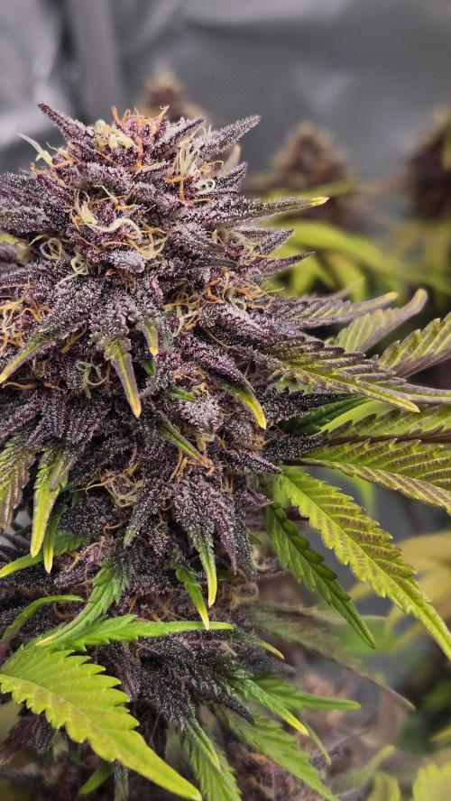 FrostBangerAuto. Week 9