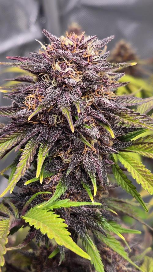FrostBangerAuto. Week 9