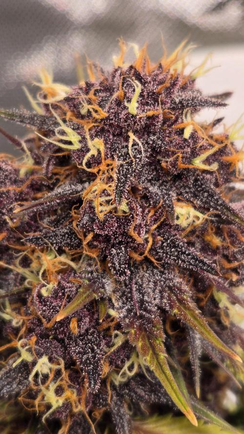 FrostBangerAuto. Week 9