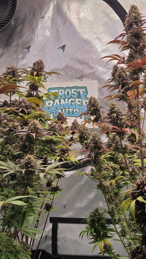 FrostBangerAuto. Week 9