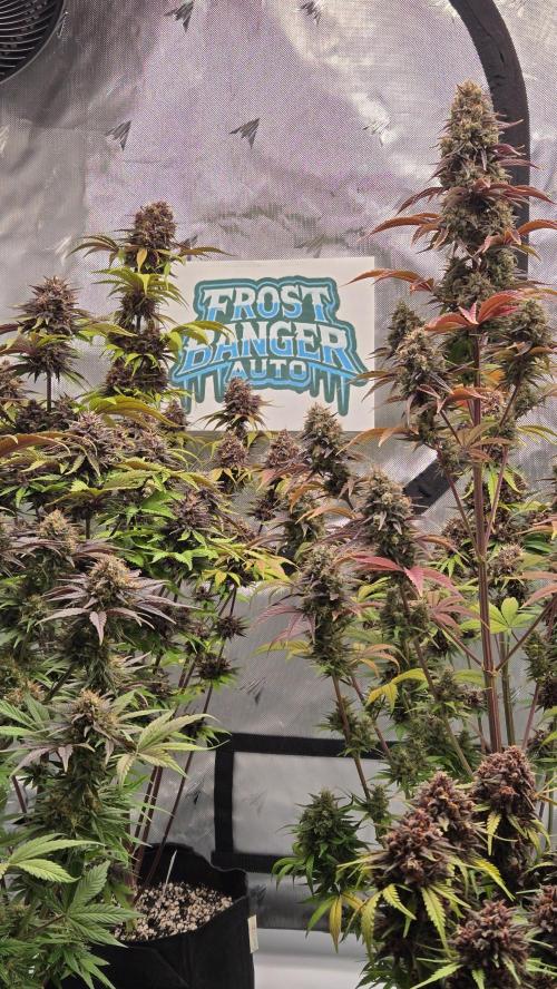 FrostBangerAuto. Week 9