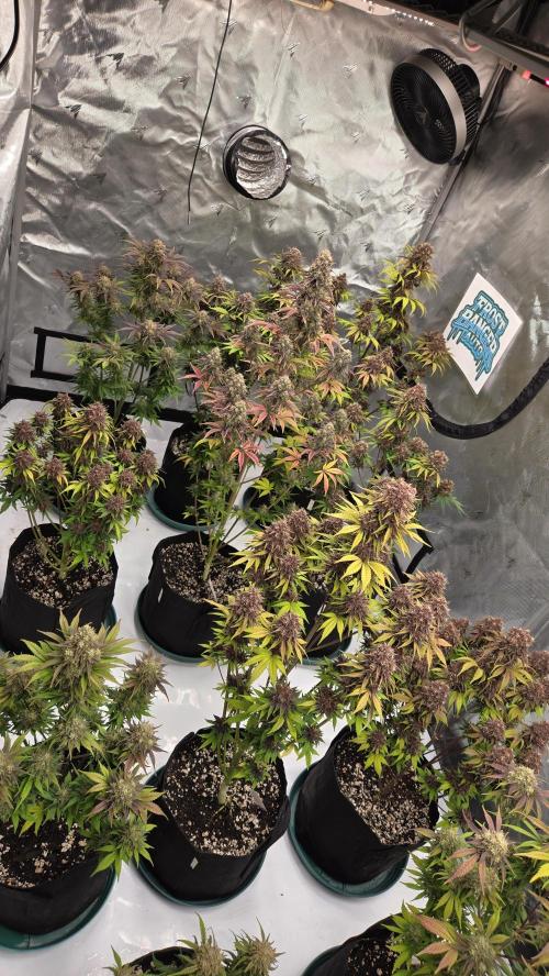 FrostBangerAuto. Week 9