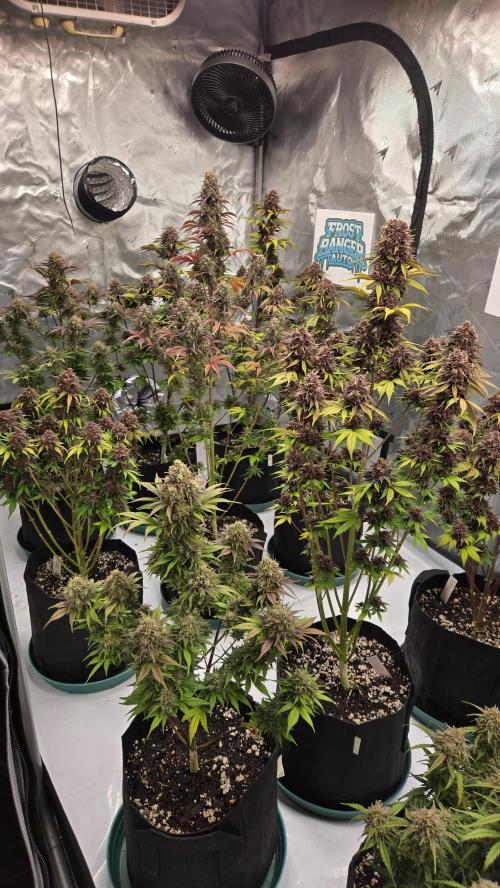 FrostBangerAuto. Week 9