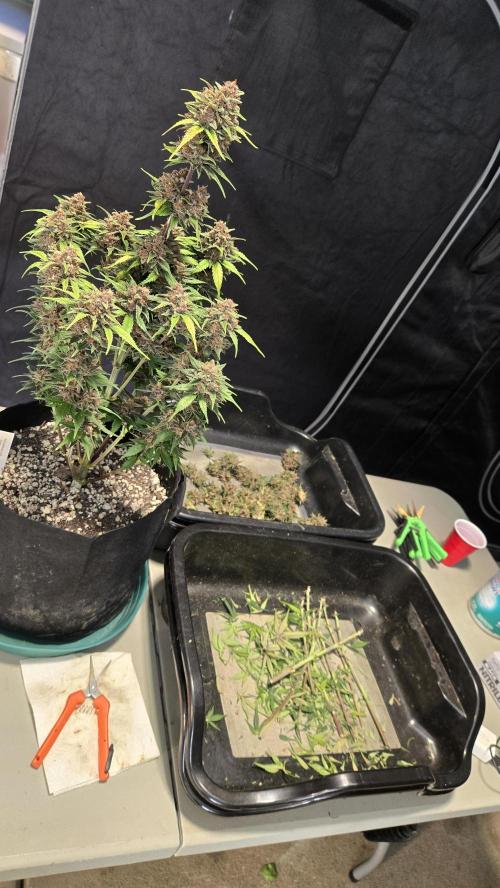 ApricotAuto. Week 9