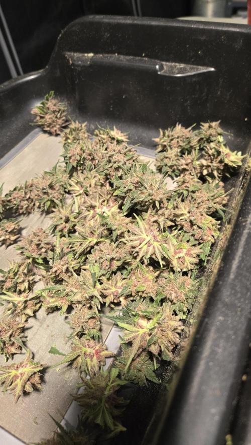 ApricotAuto. Week 9