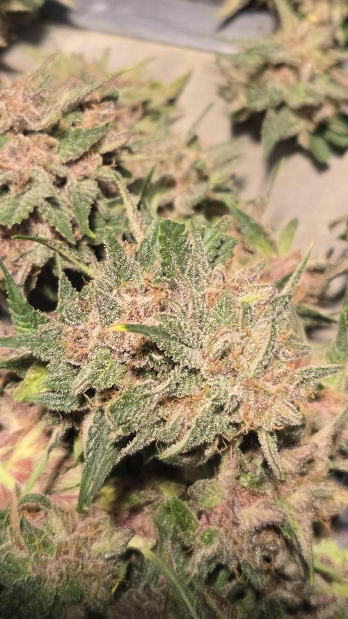 ApricotAuto. Week 9