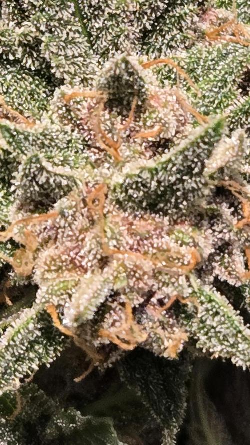 ApricotAuto. Week 9