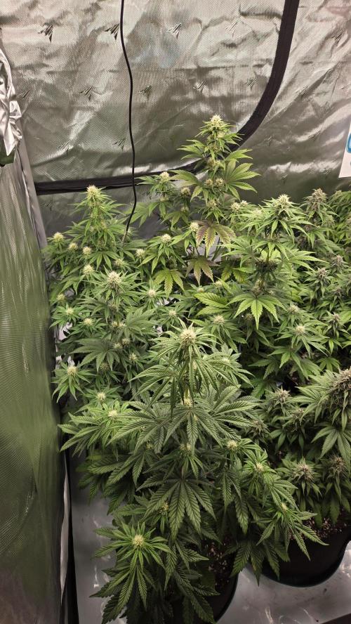 Mendo Frost Auto. Week 5
