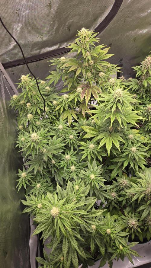 Mendo Frost Auto. Week 5
