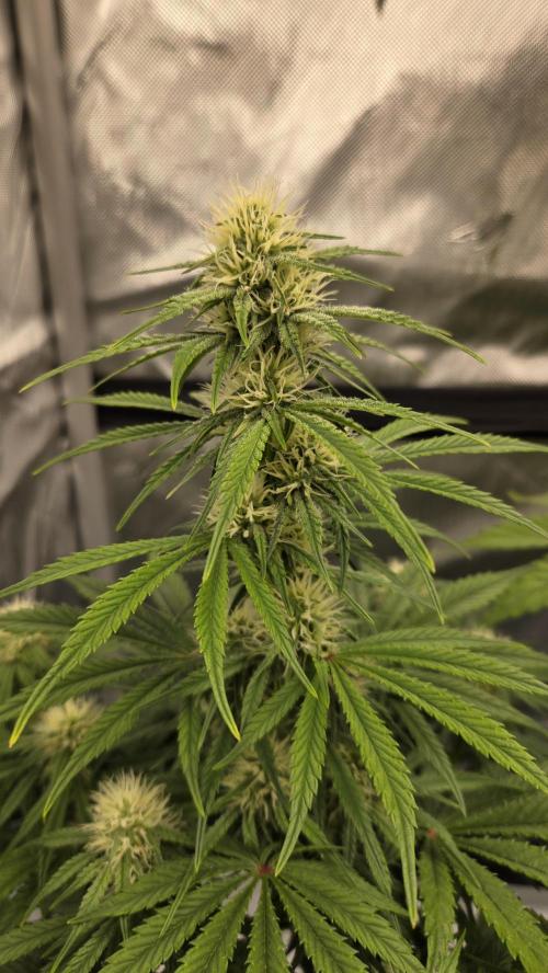 Mendo Frost Auto. Week 5