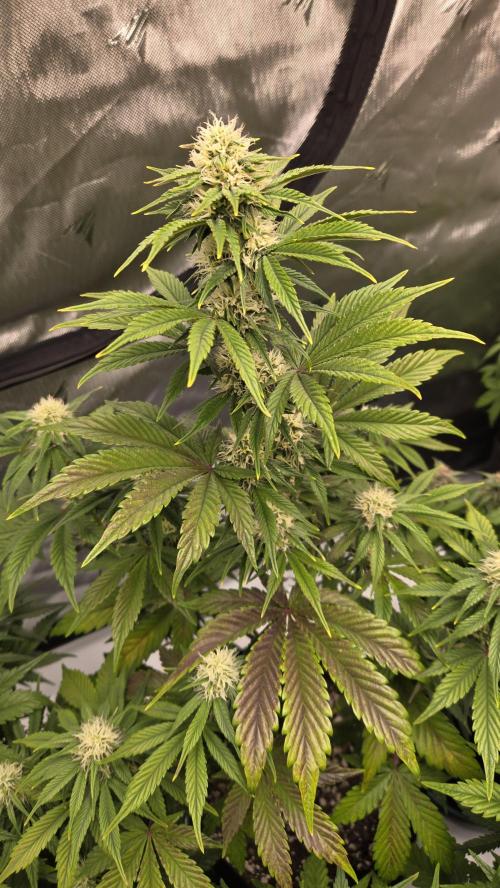 Mendo Frost Auto. Week 5