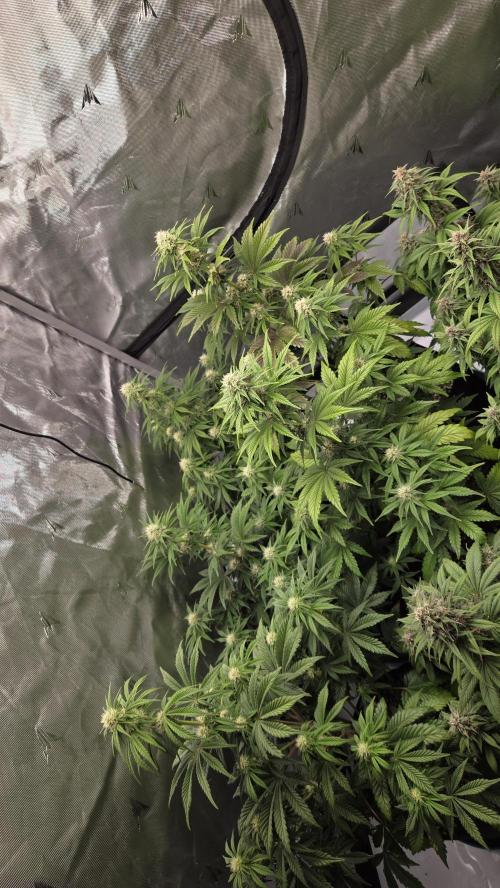 Mendo Frost Auto. Week 5