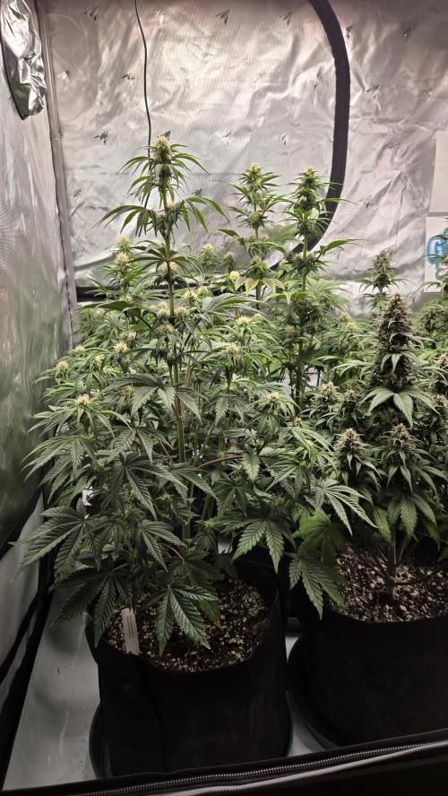Mendo Frost Auto. Week 5