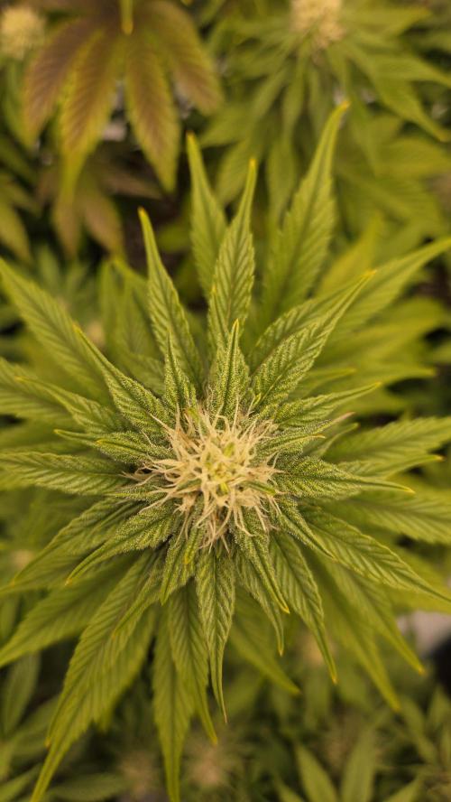 Mendo Frost Auto. Week 5