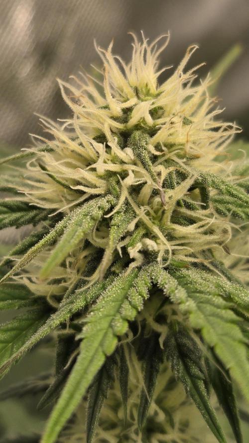 Mendo Frost Auto. Week 5