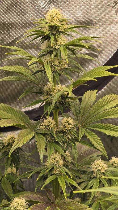 Mendo Frost Auto. Week 5