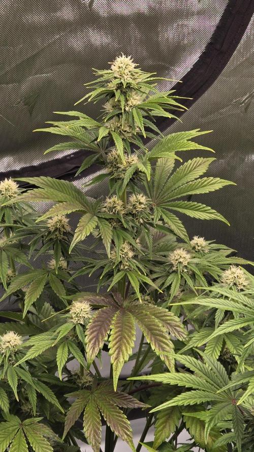 Mendo Frost Auto. Week 5