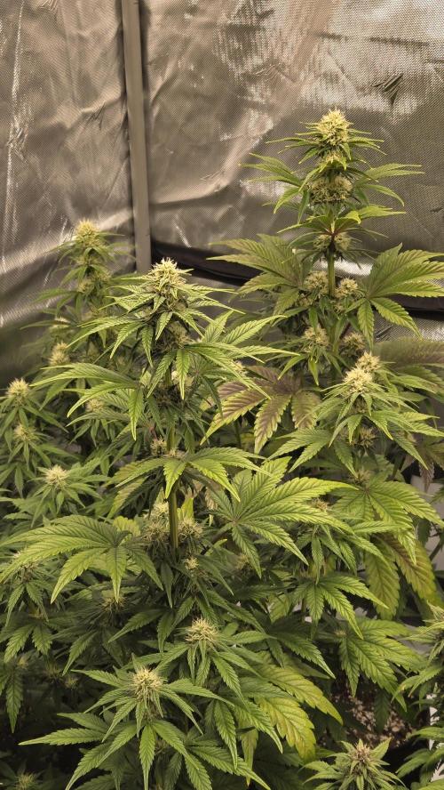 Mendo Frost Auto. Week 5